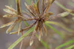 Yellow flatsedge